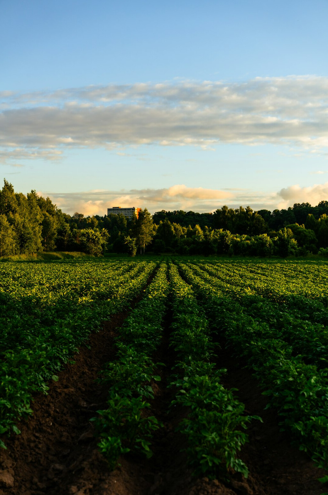 women working in potato field