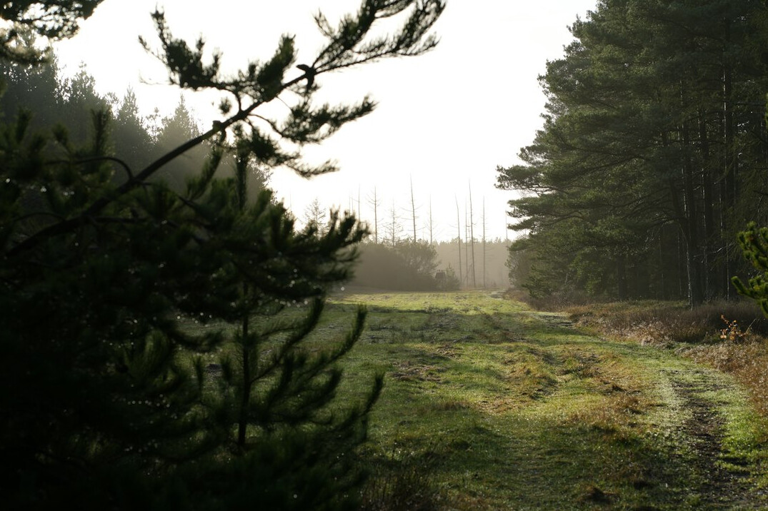 kids in danish forest