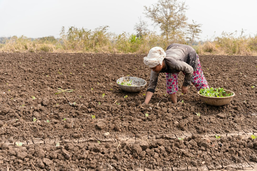 women harvesting potatoes in field