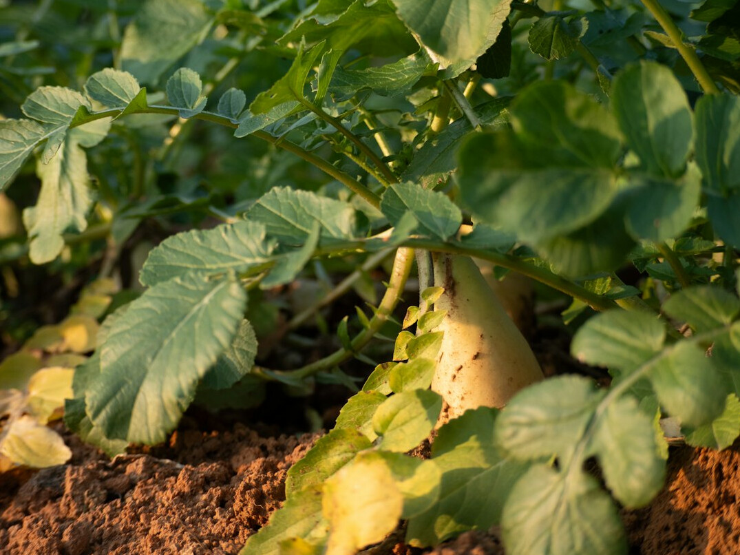 close up of potatoes in soil